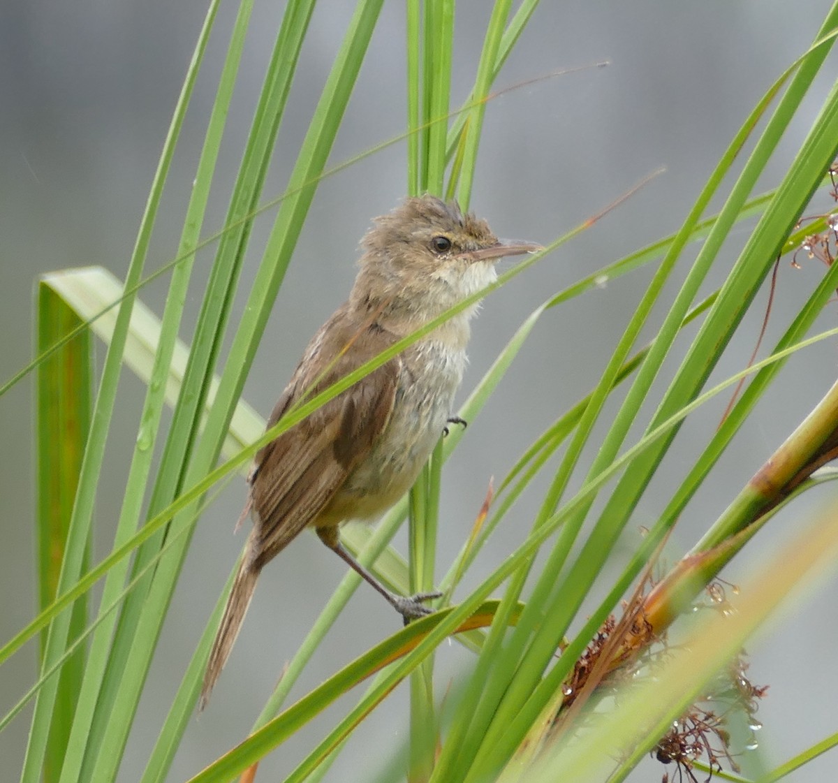 Australian Reed Warbler - ML615888269