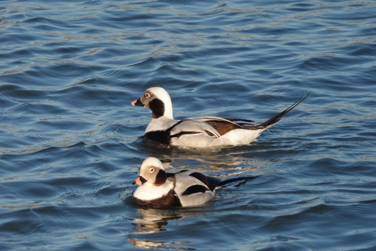 Long-tailed Duck - ML615888308