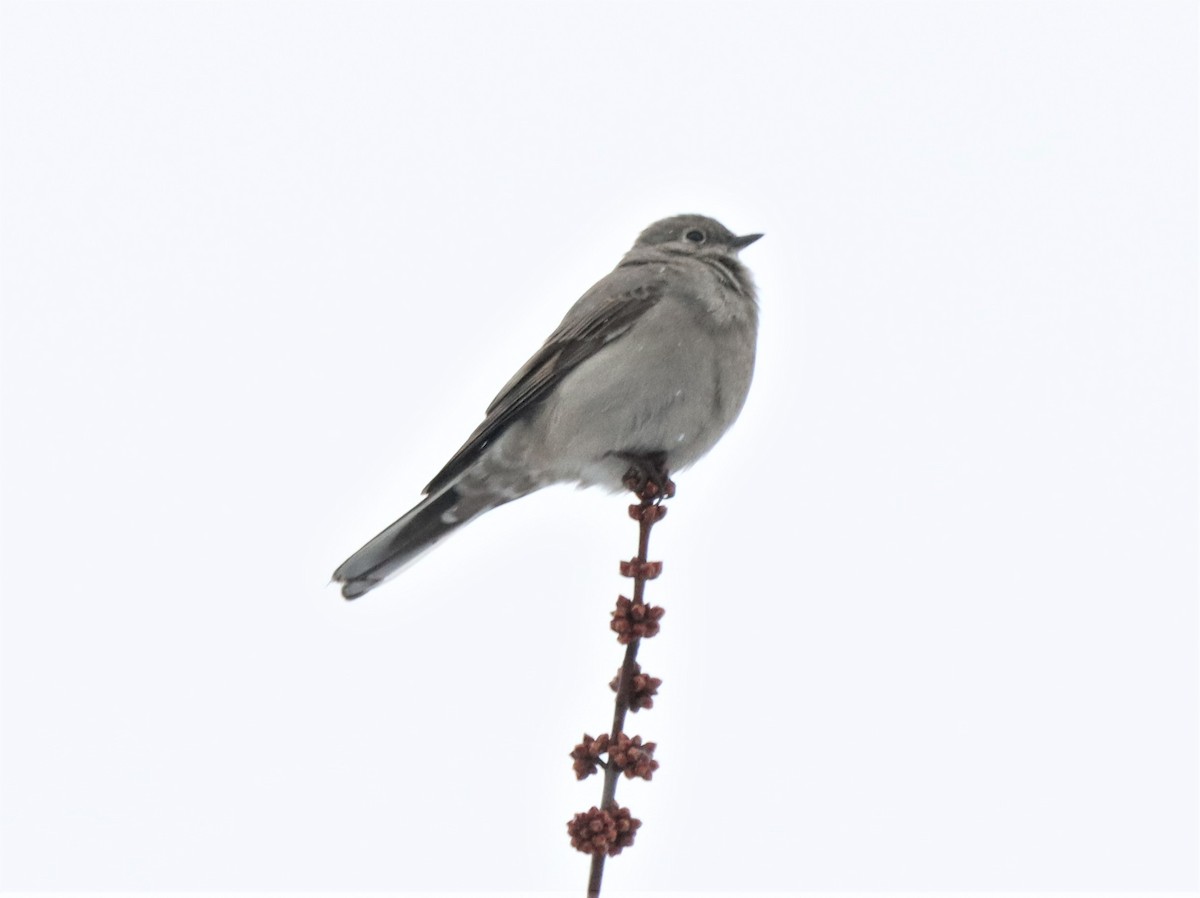 Townsend's Solitaire - ML615888312