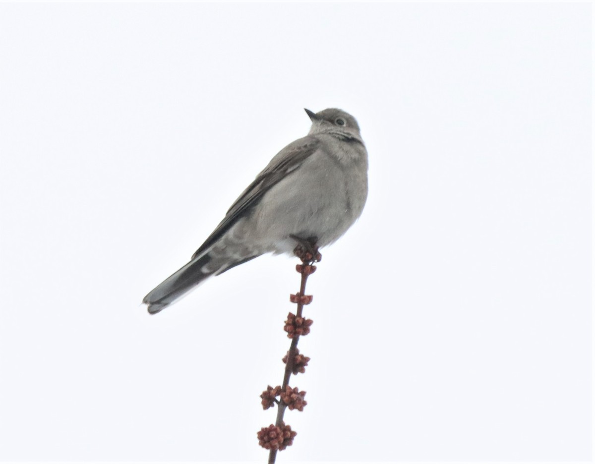 Townsend's Solitaire - ML615888326