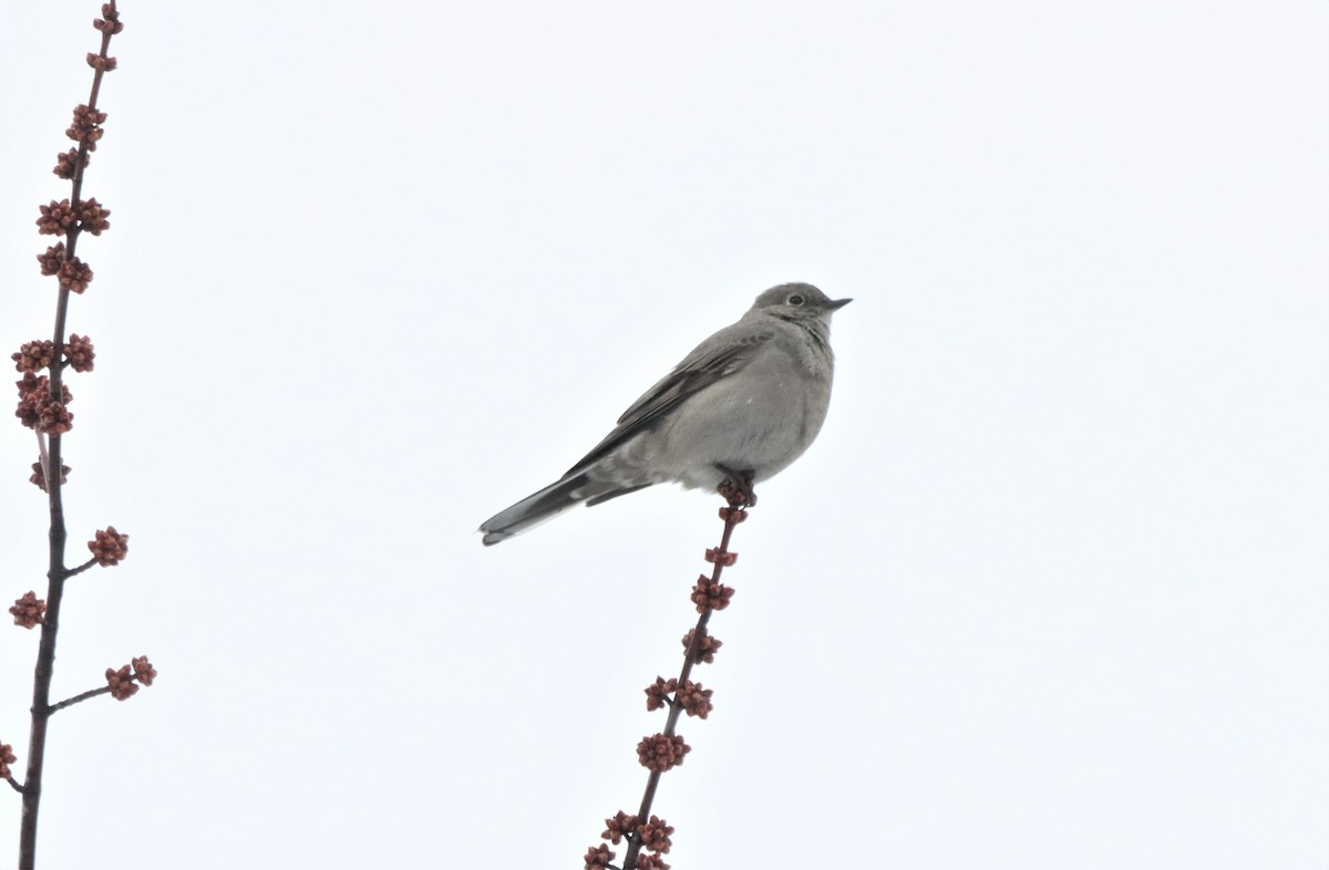 Townsend's Solitaire - ML615888340