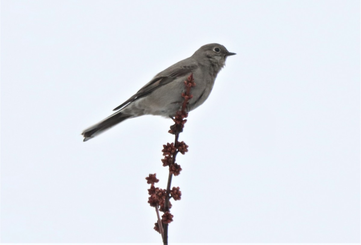 Townsend's Solitaire - ML615888352