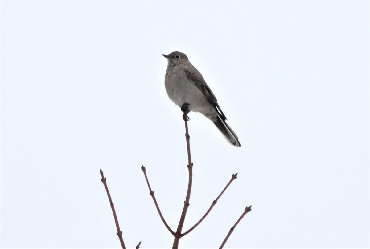 Townsend's Solitaire - ML615888362