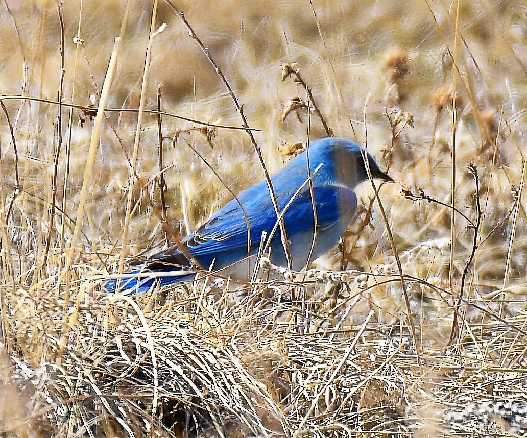 Mountain Bluebird - ML615888372