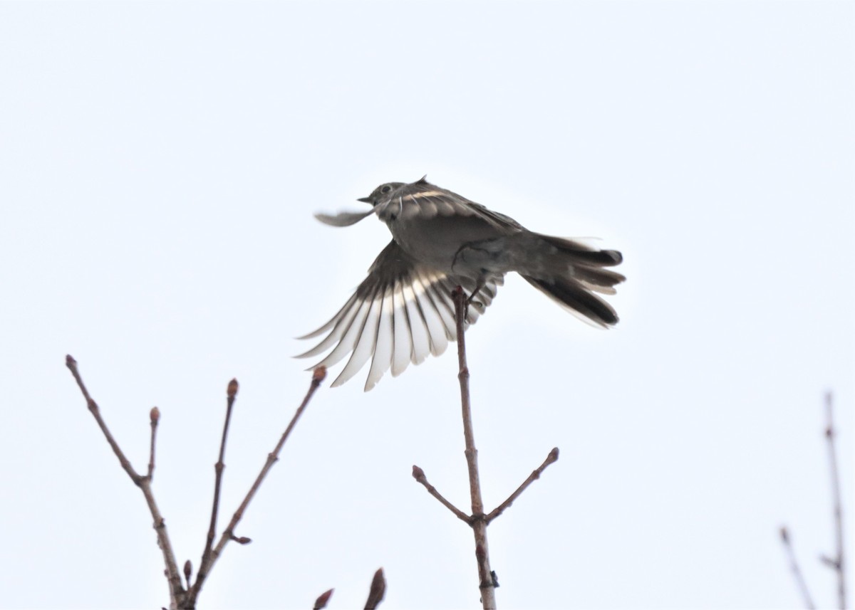 Townsend's Solitaire - ML615888374