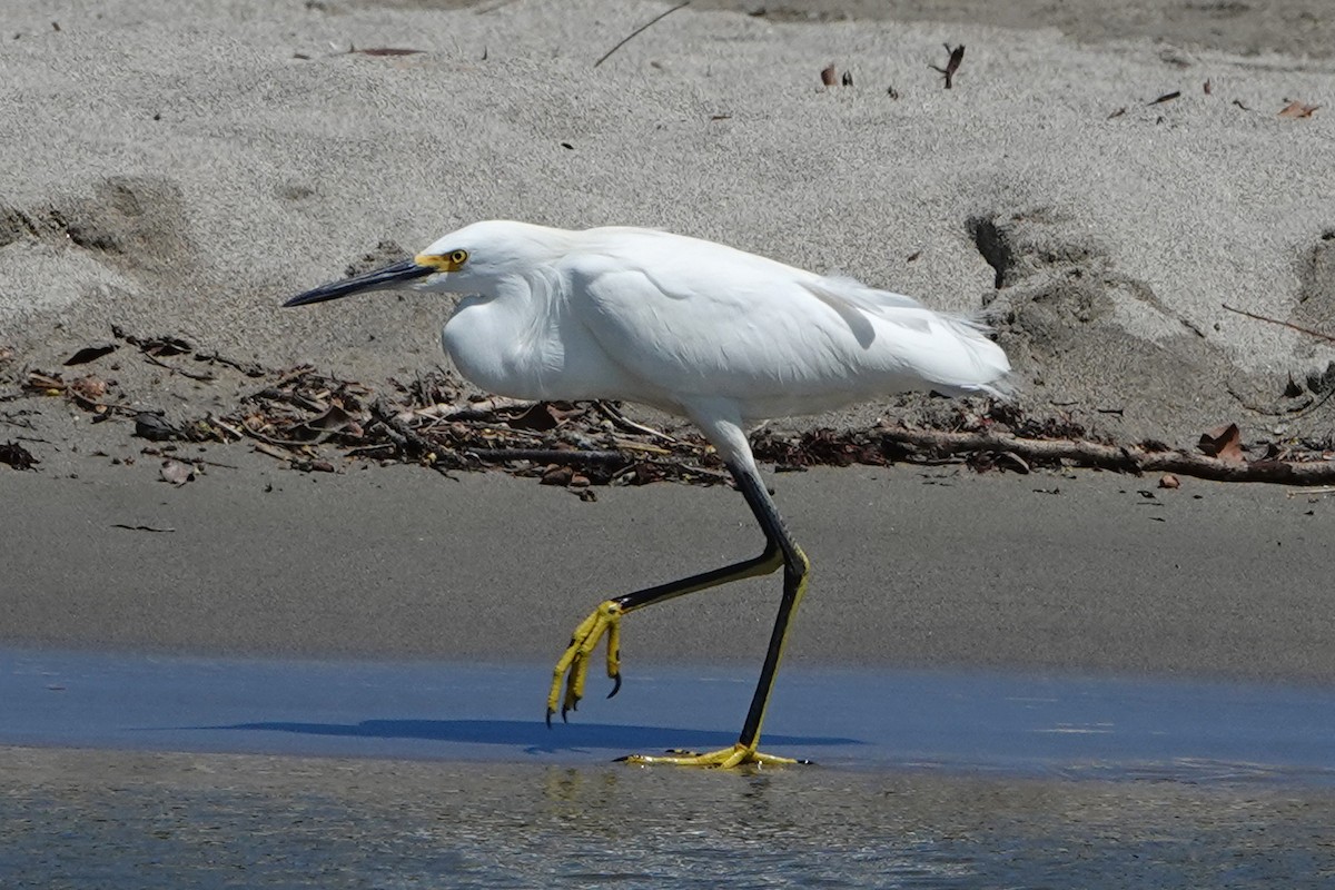 Snowy Egret - mc coburn