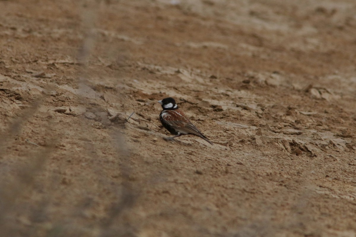 Chestnut-backed Sparrow-Lark - Richard Dunn