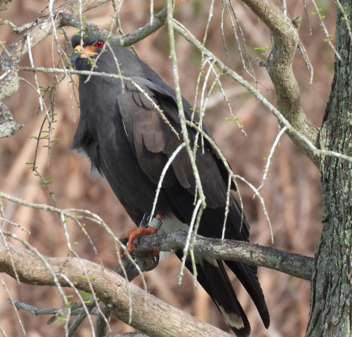 Snail Kite - ML615888437