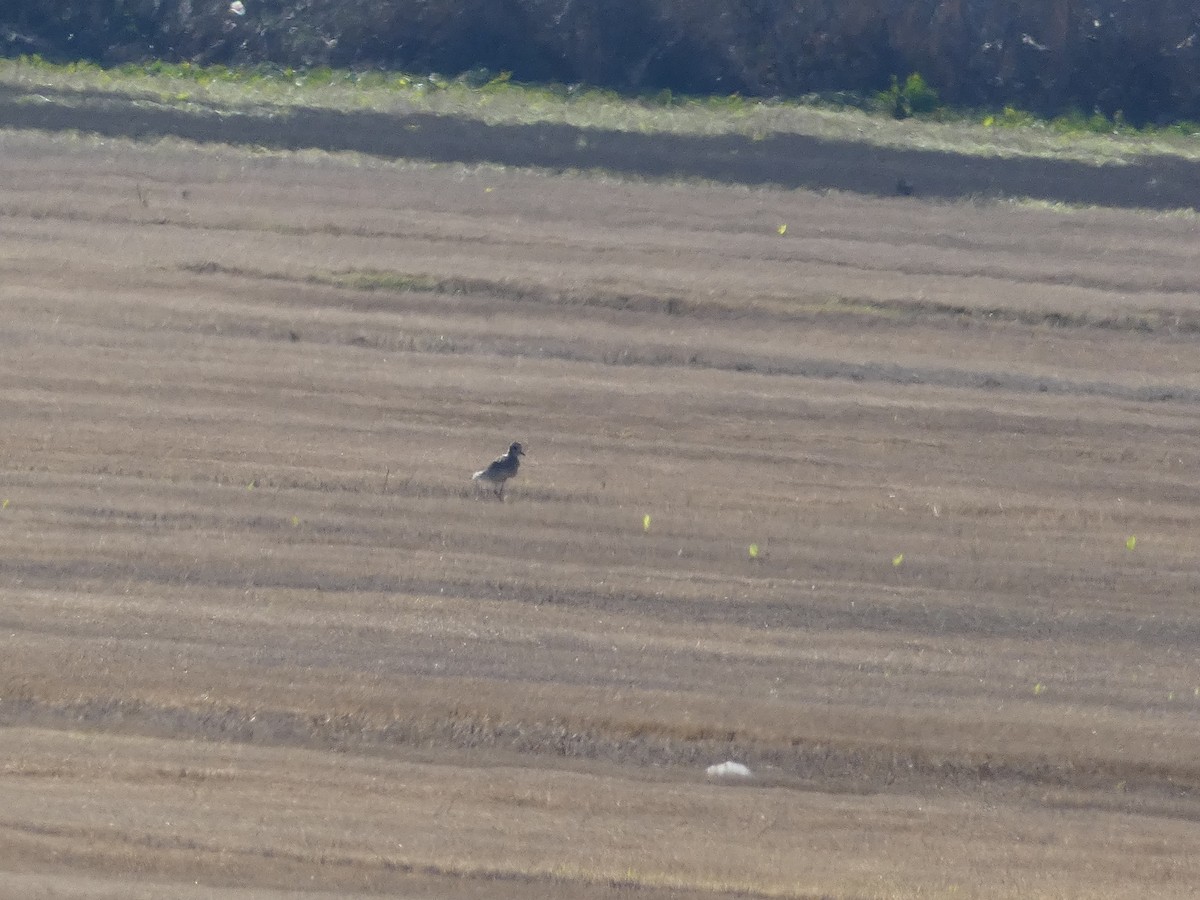 American Golden-Plover - Matthew Matlock