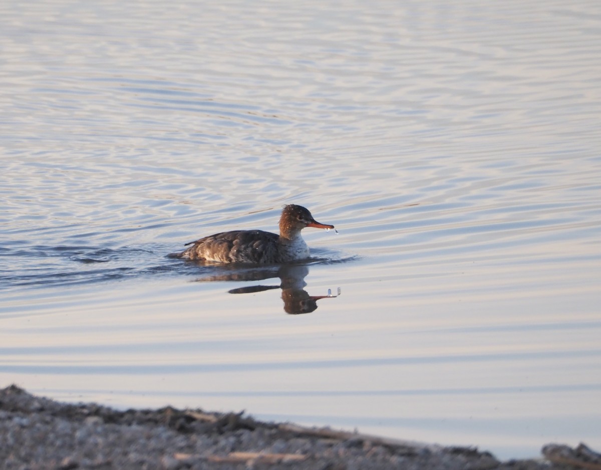 Red-breasted Merganser - ML615888538