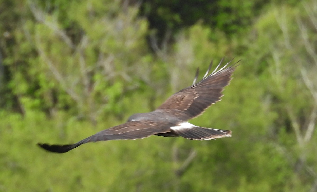 Schneckenbussard - ML615888539