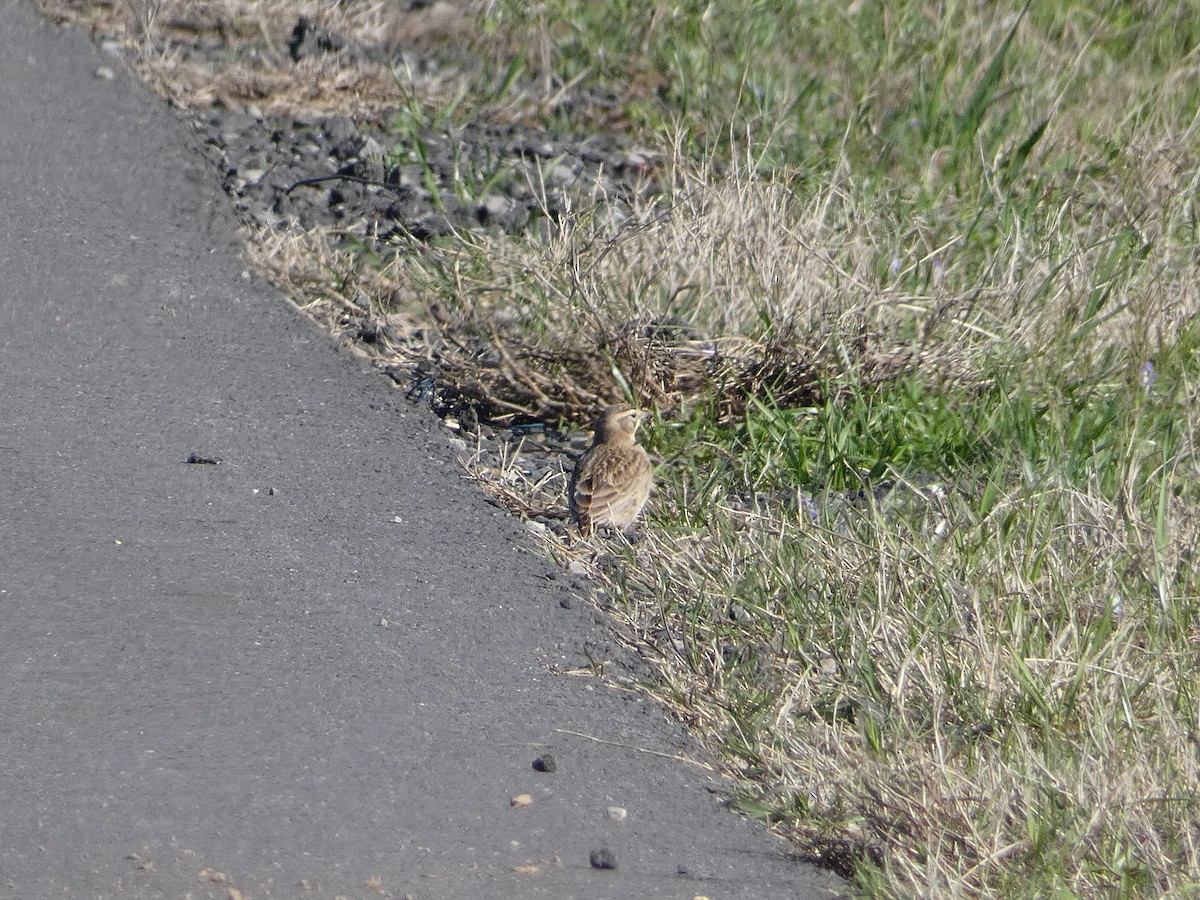 Horned Lark - Matthew Matlock