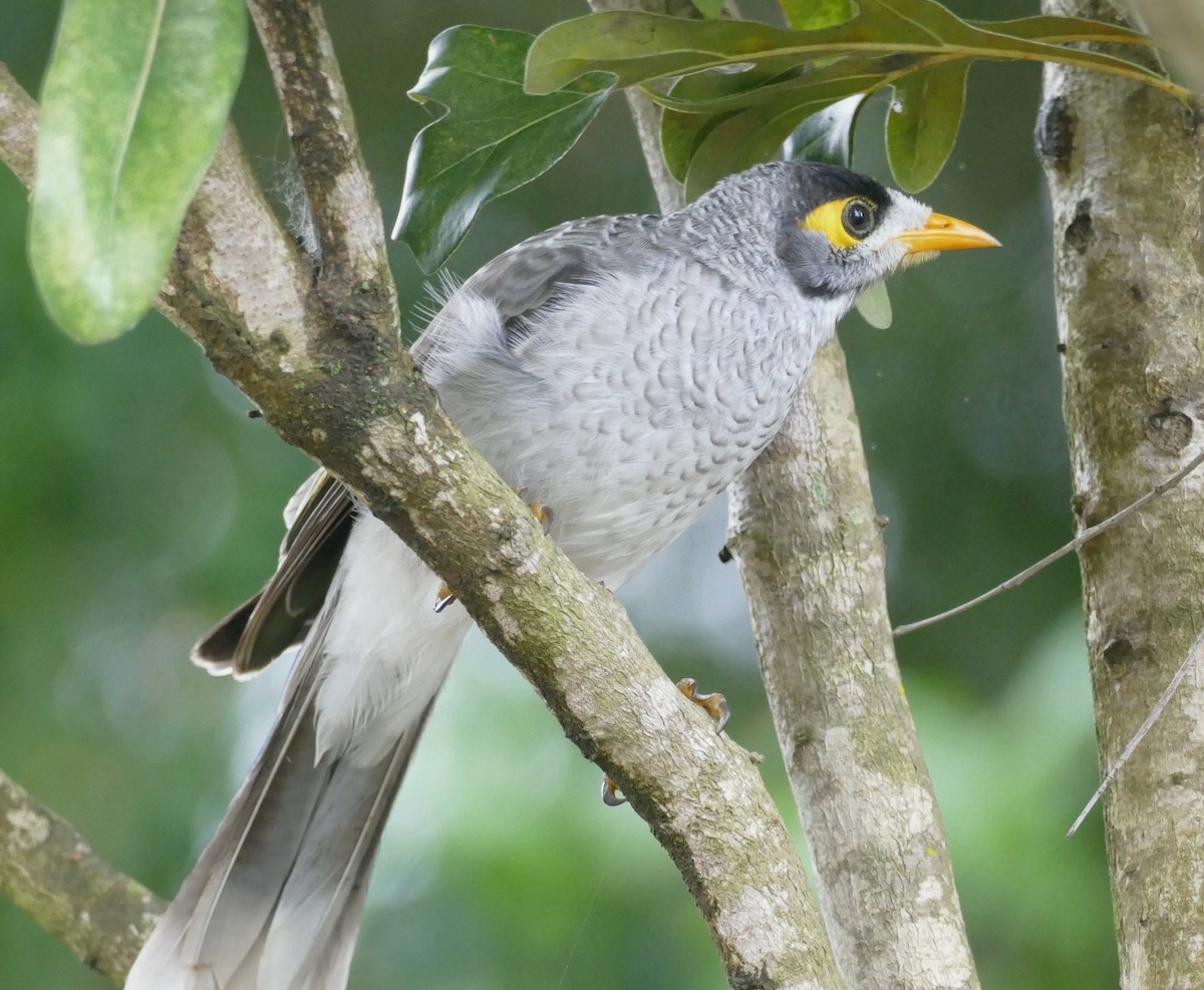 Noisy Miner - ML615888556