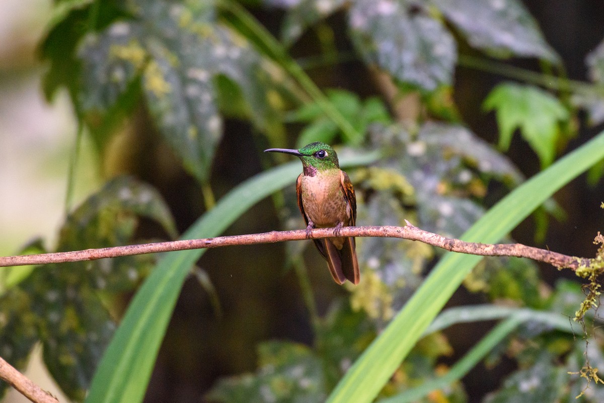 kolibřík hnědobřichý - ML615888584