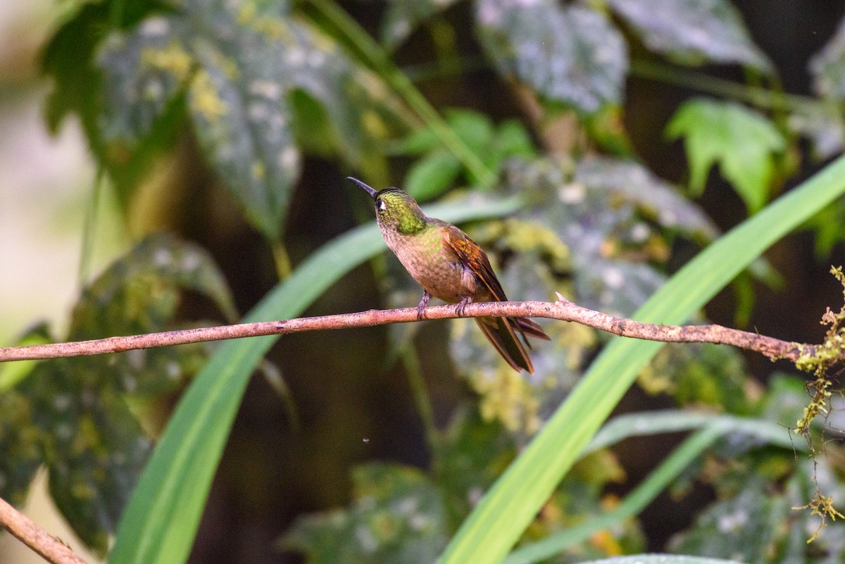 kolibřík hnědobřichý - ML615888585
