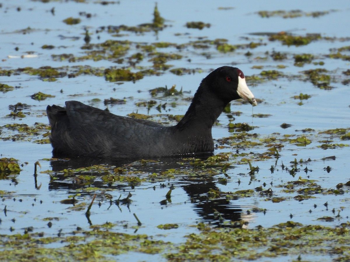 American Coot - ML615888678