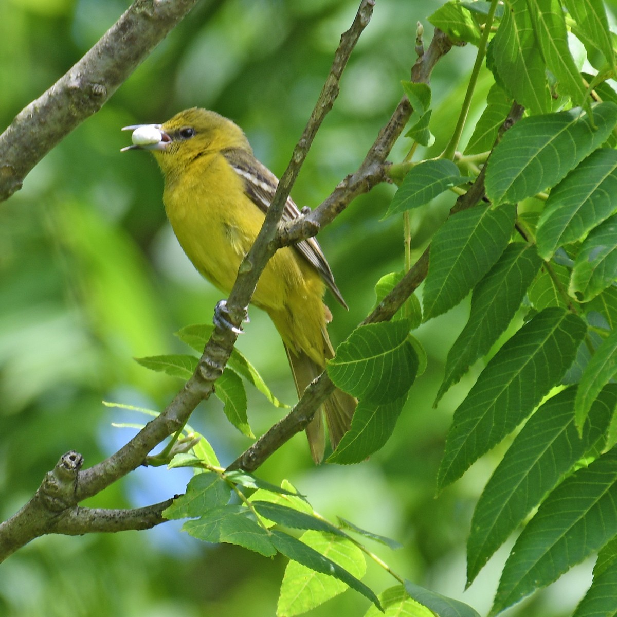 Orchard Oriole - ML615888685