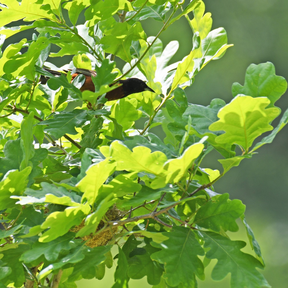 Orchard Oriole - ML615888688