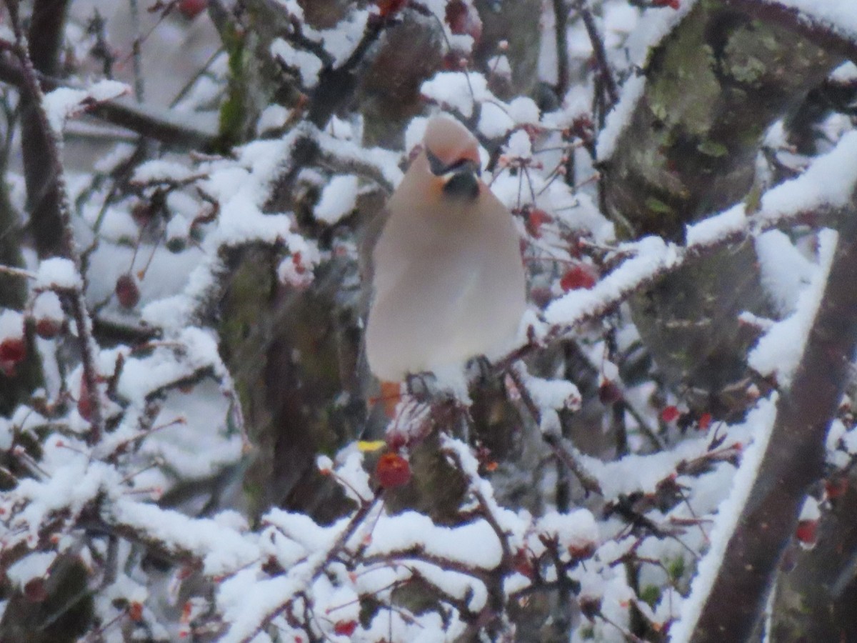 Bohemian Waxwing - ML615888730