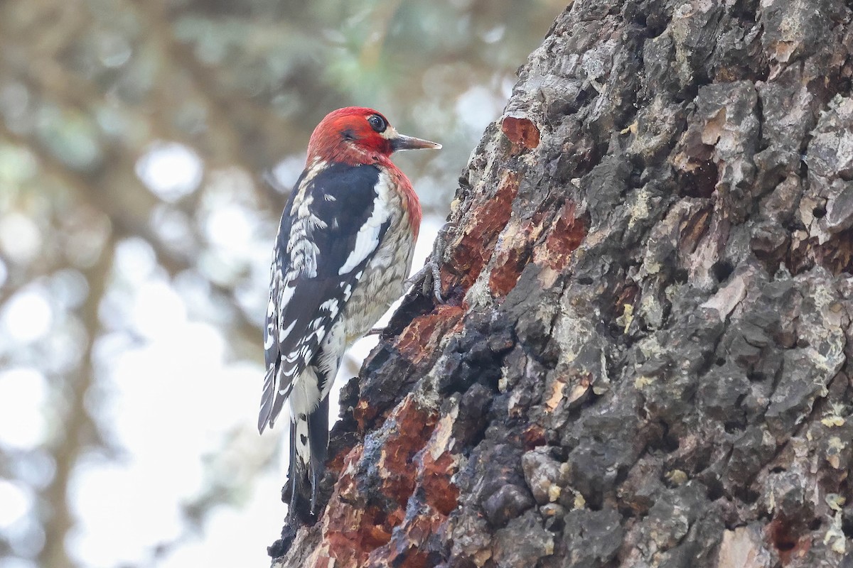 Pic à poitrine rouge (daggetti) - ML615888733