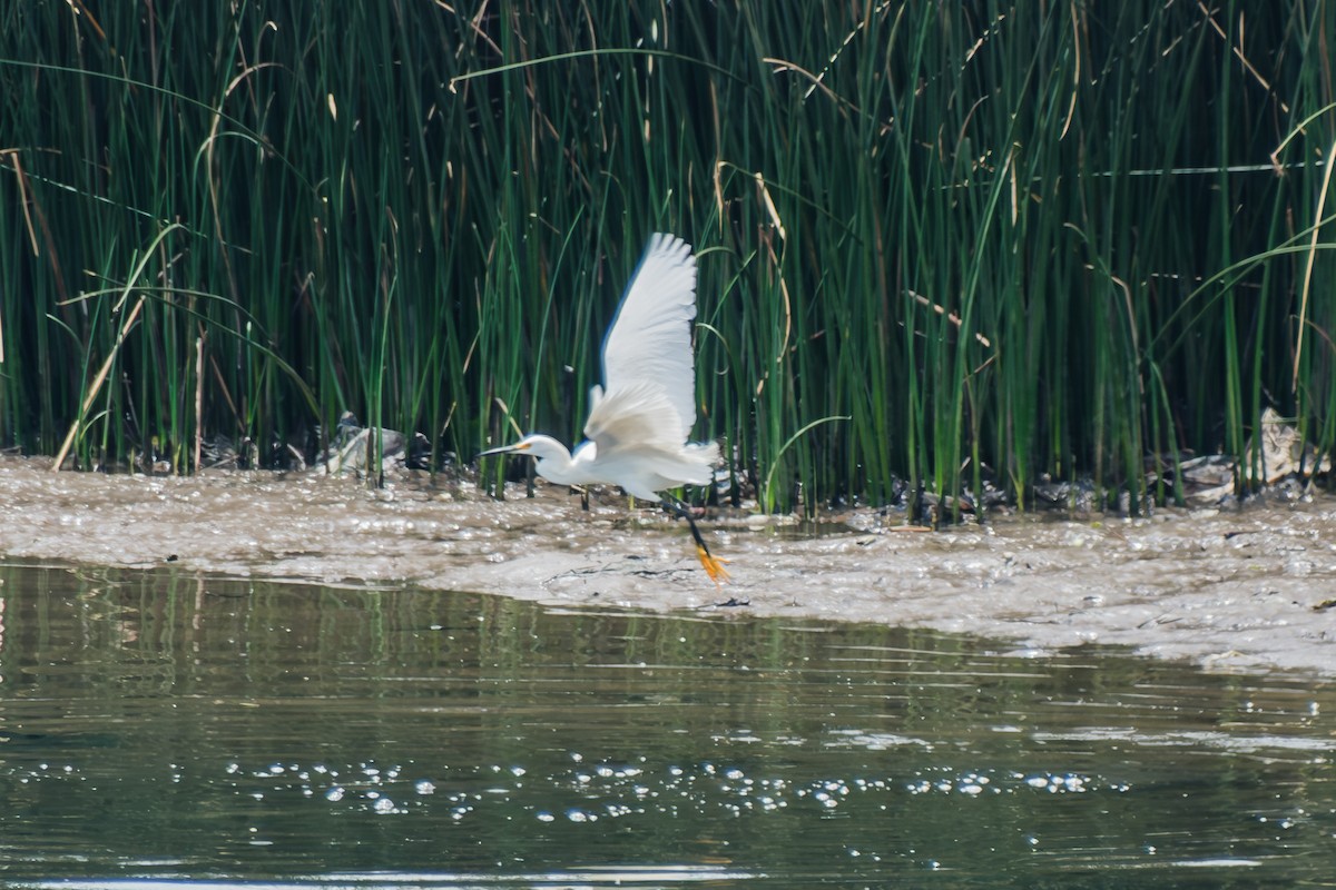 Snowy Egret - Nigel Swingler