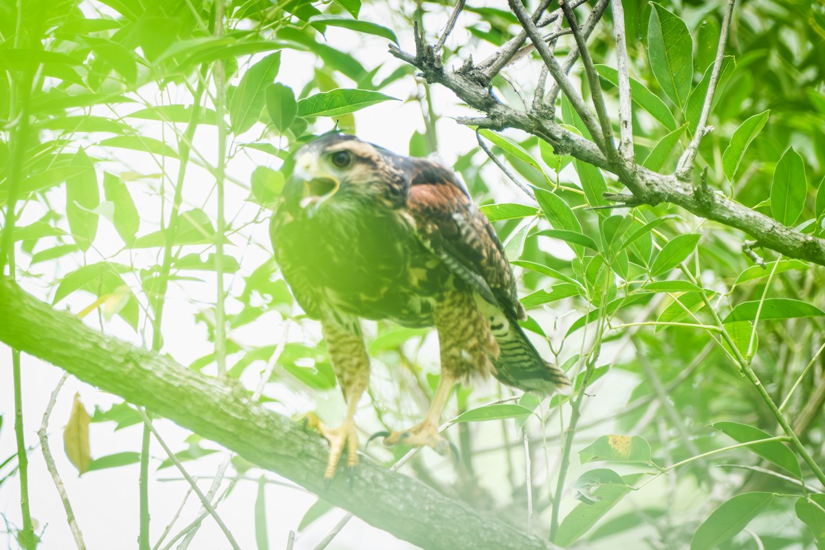 Harris's Hawk (Bay-winged) - ML615888743