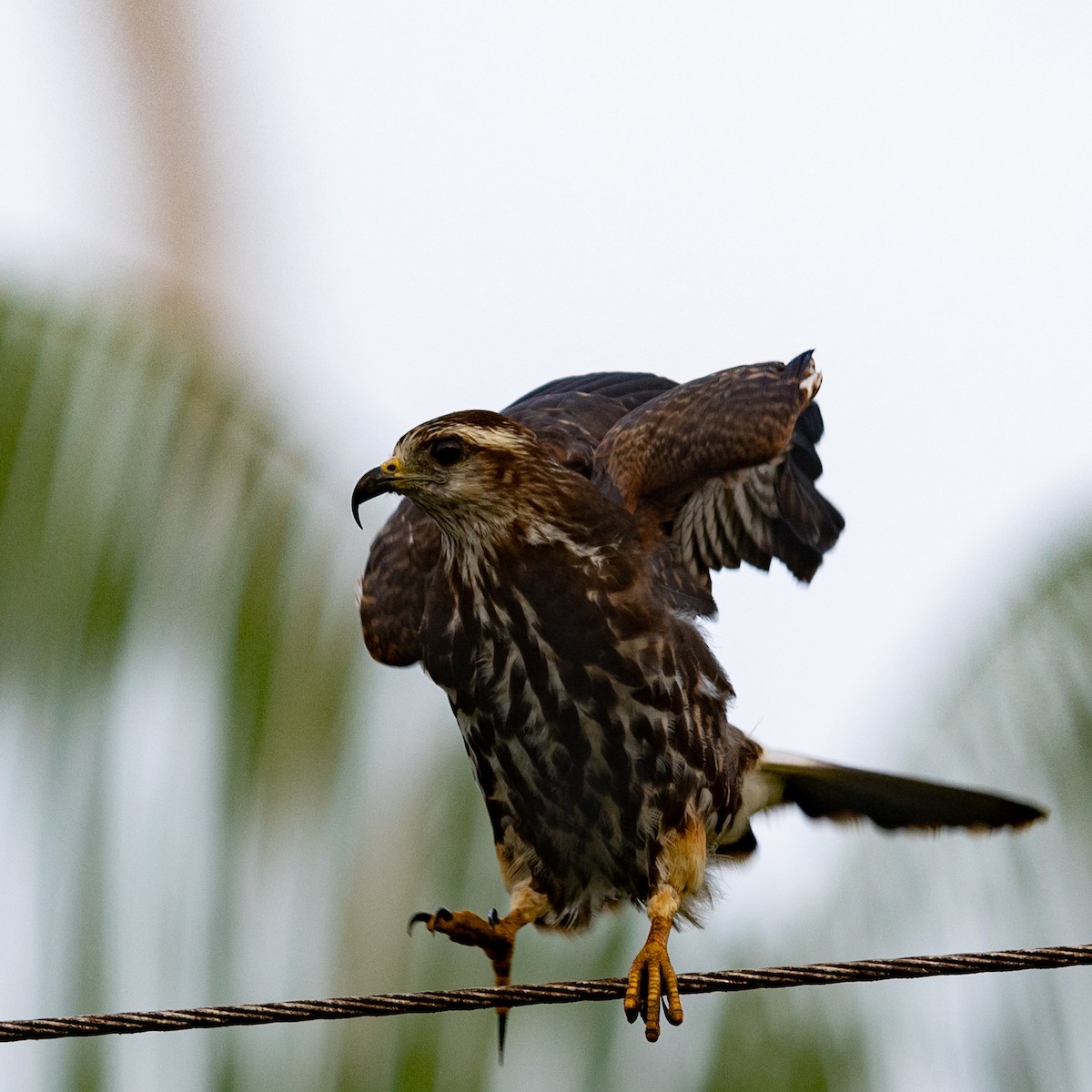 Snail Kite - ML615888757