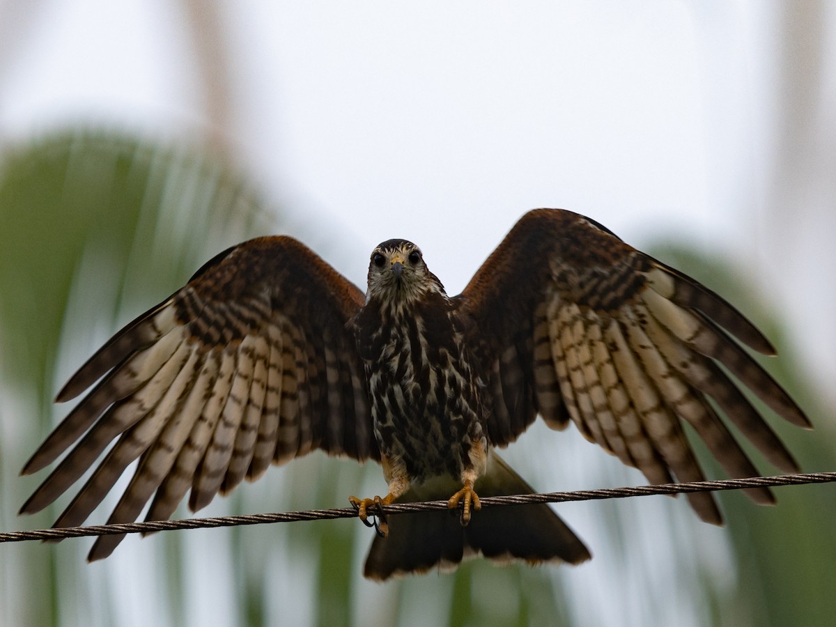 Schneckenbussard - ML615888758