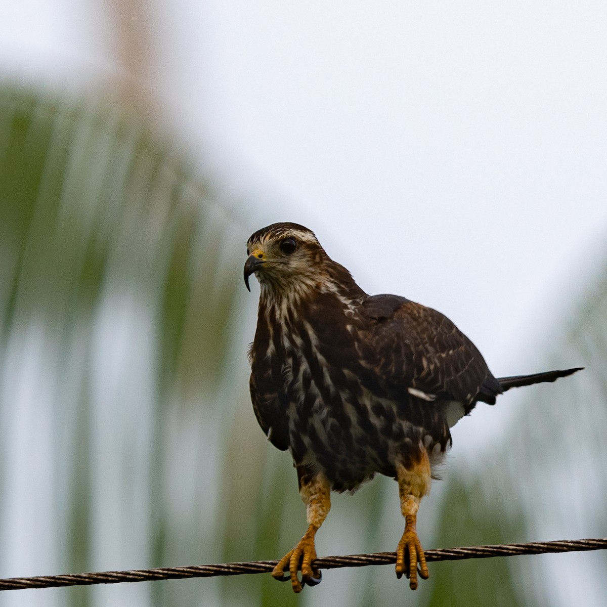 Schneckenbussard - ML615888759