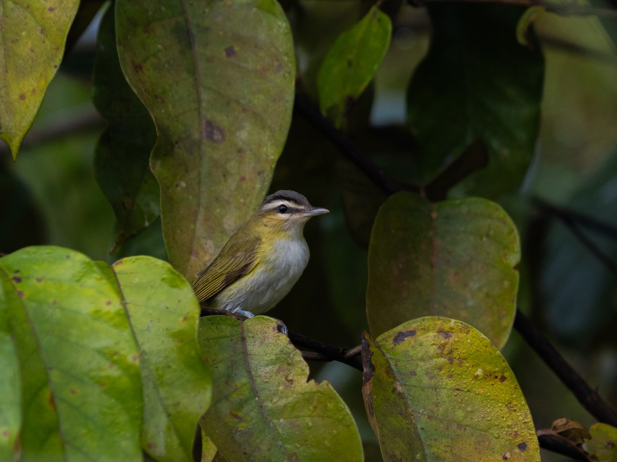 brunøyevireo - ML615888778