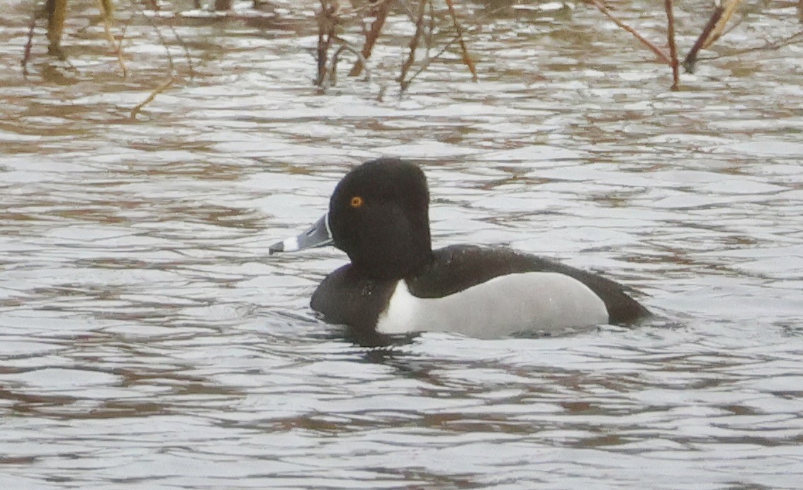 Ring-necked Duck - Gretchen Framel