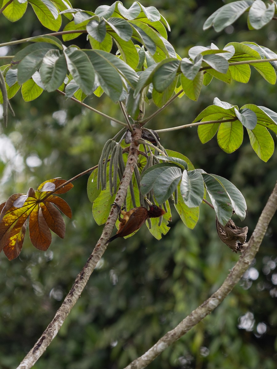 Chestnut Woodpecker - ML615888843