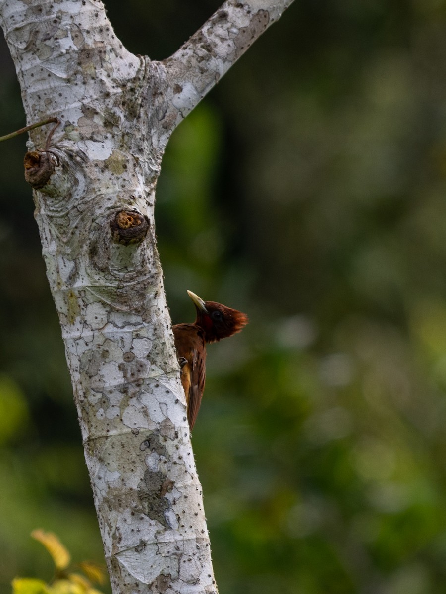 Chestnut Woodpecker - ML615888844