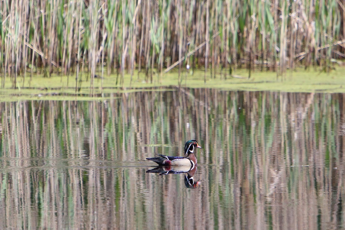 Wood Duck - ML615888892