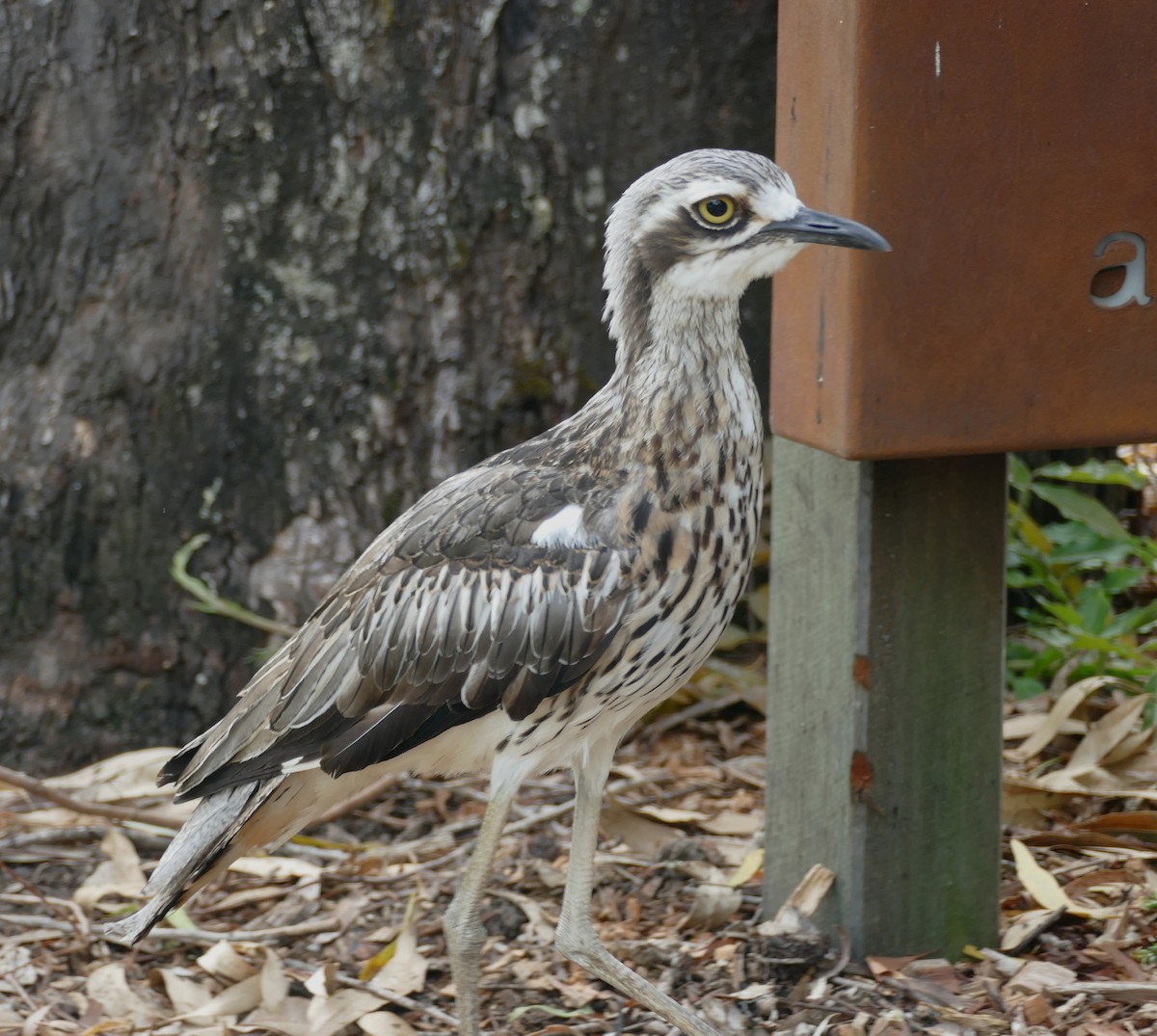 Bush Thick-knee - ML615888928