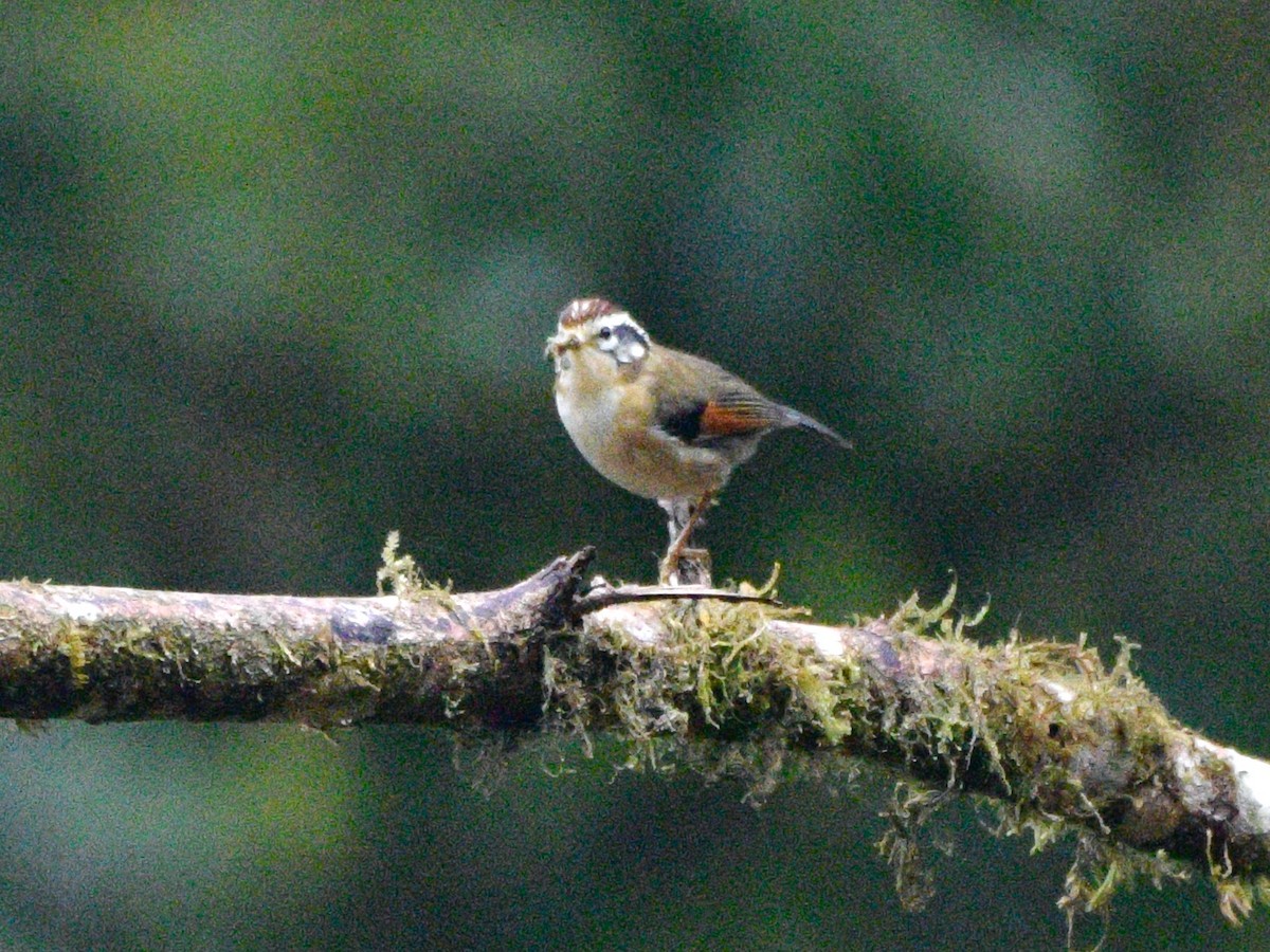 Rufous-winged Fulvetta - ML615888949