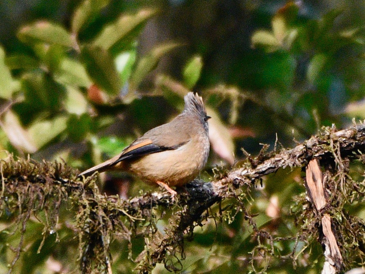 Stripe-throated Yuhina - Joost Foppes