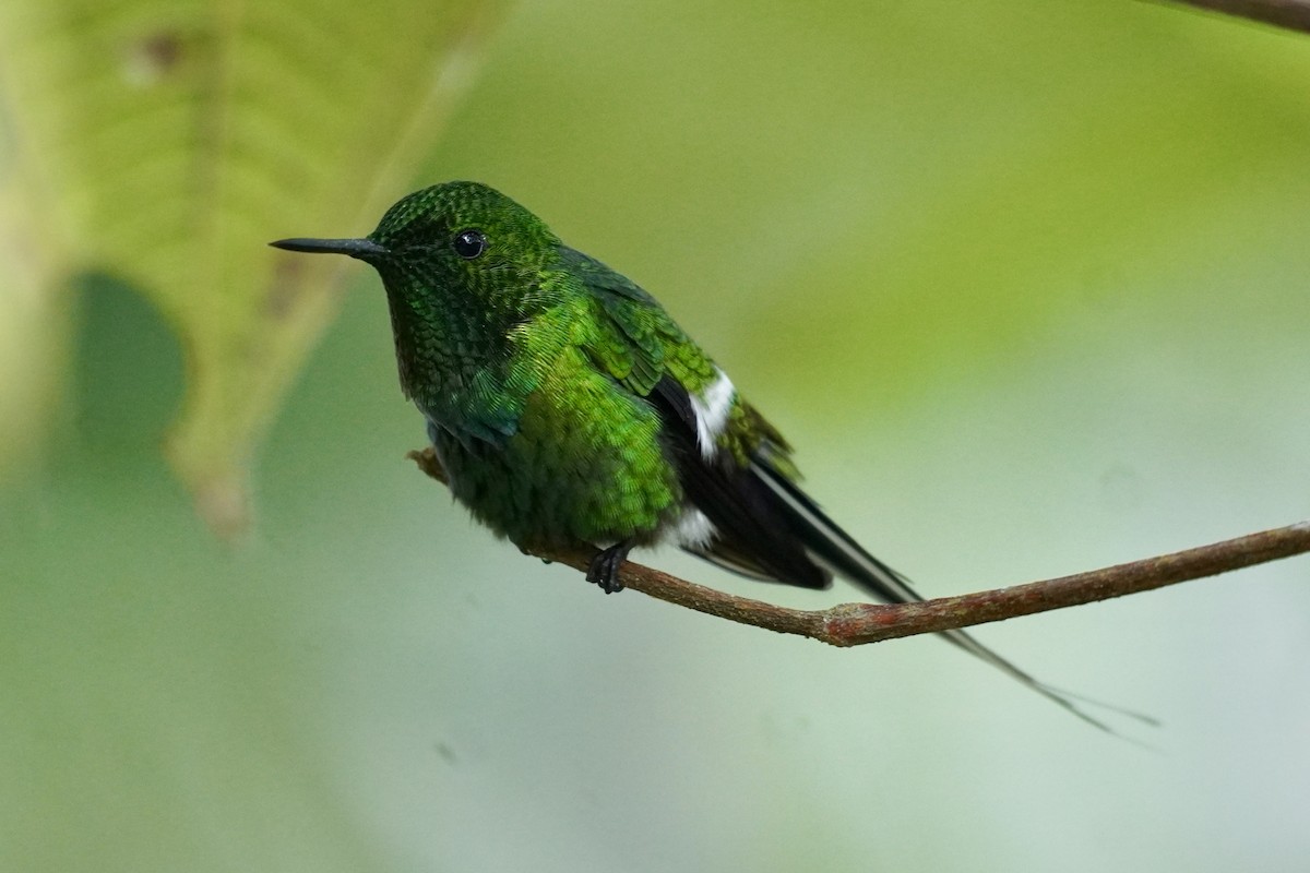 kolibřík trnoocasý - ML615889011