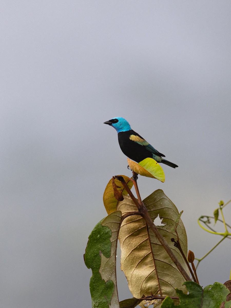 Blue-necked Tanager - Yuji Tateoka