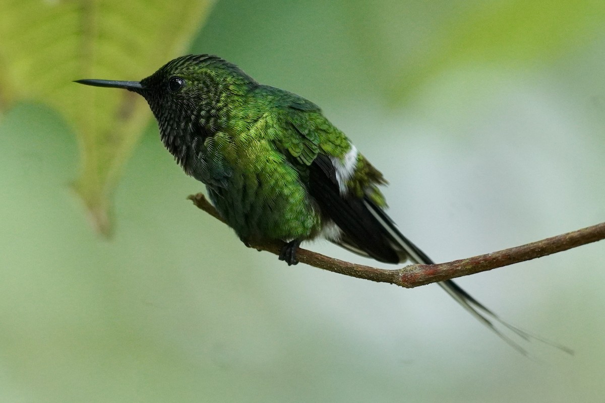 kolibřík trnoocasý - ML615889018