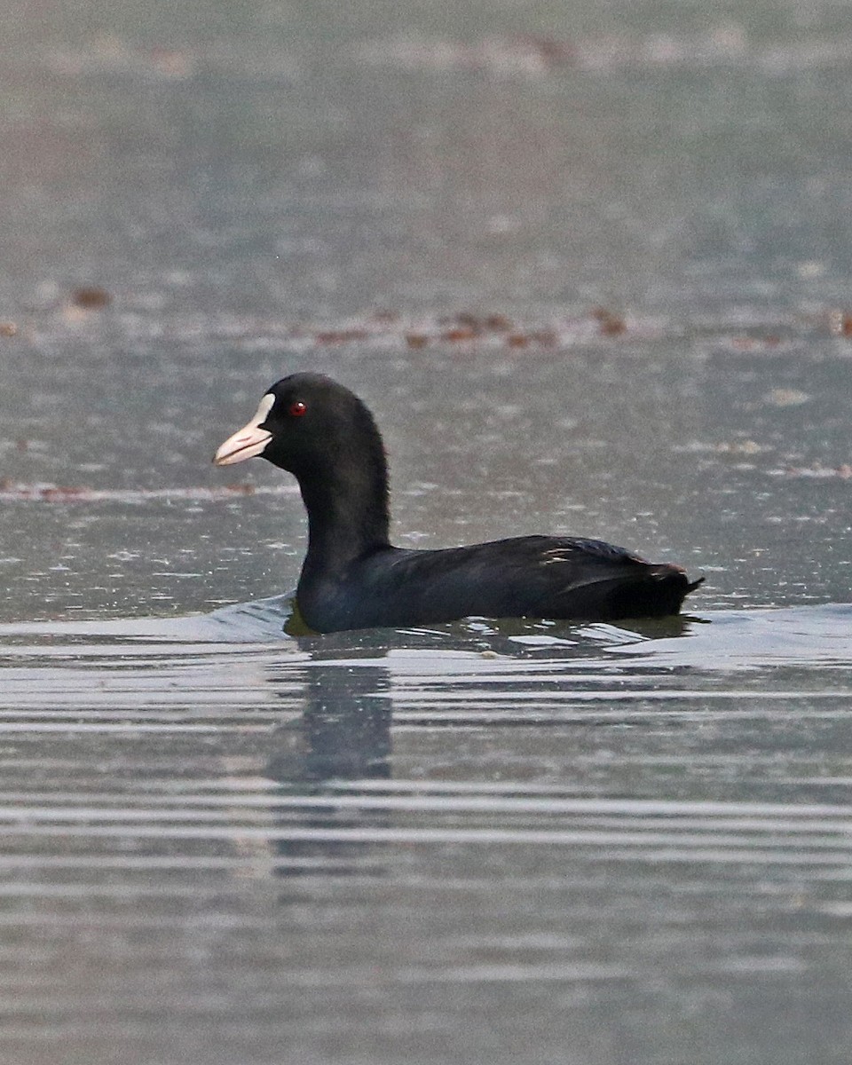 Eurasian Coot - ML615889021