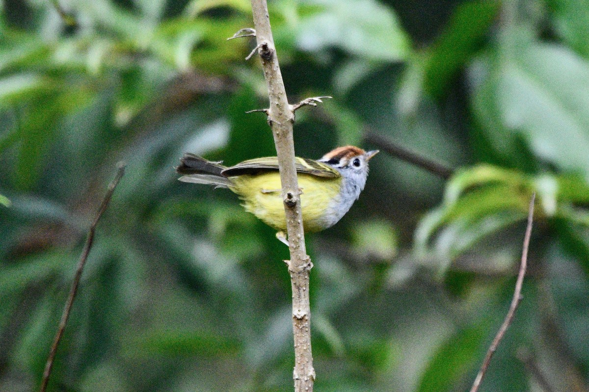 Chestnut-crowned Warbler - Joost Foppes