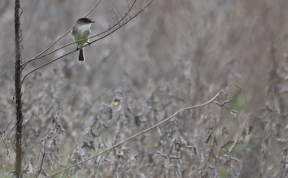 Eastern Phoebe - ML615889109