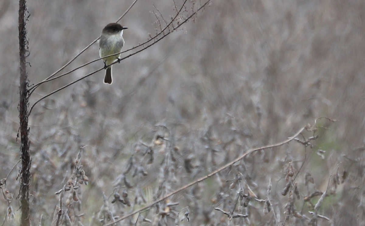 Eastern Phoebe - ML615889119