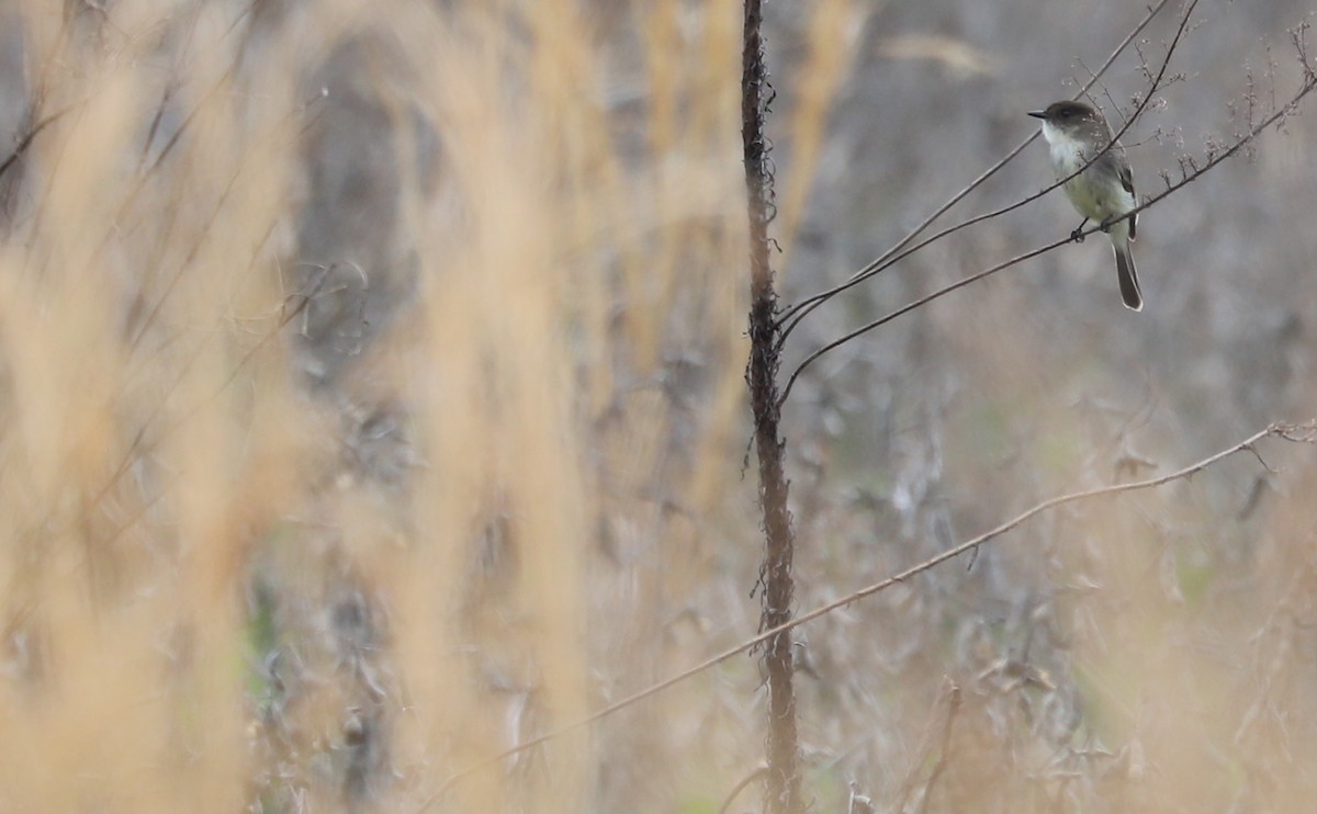 Eastern Phoebe - ML615889123