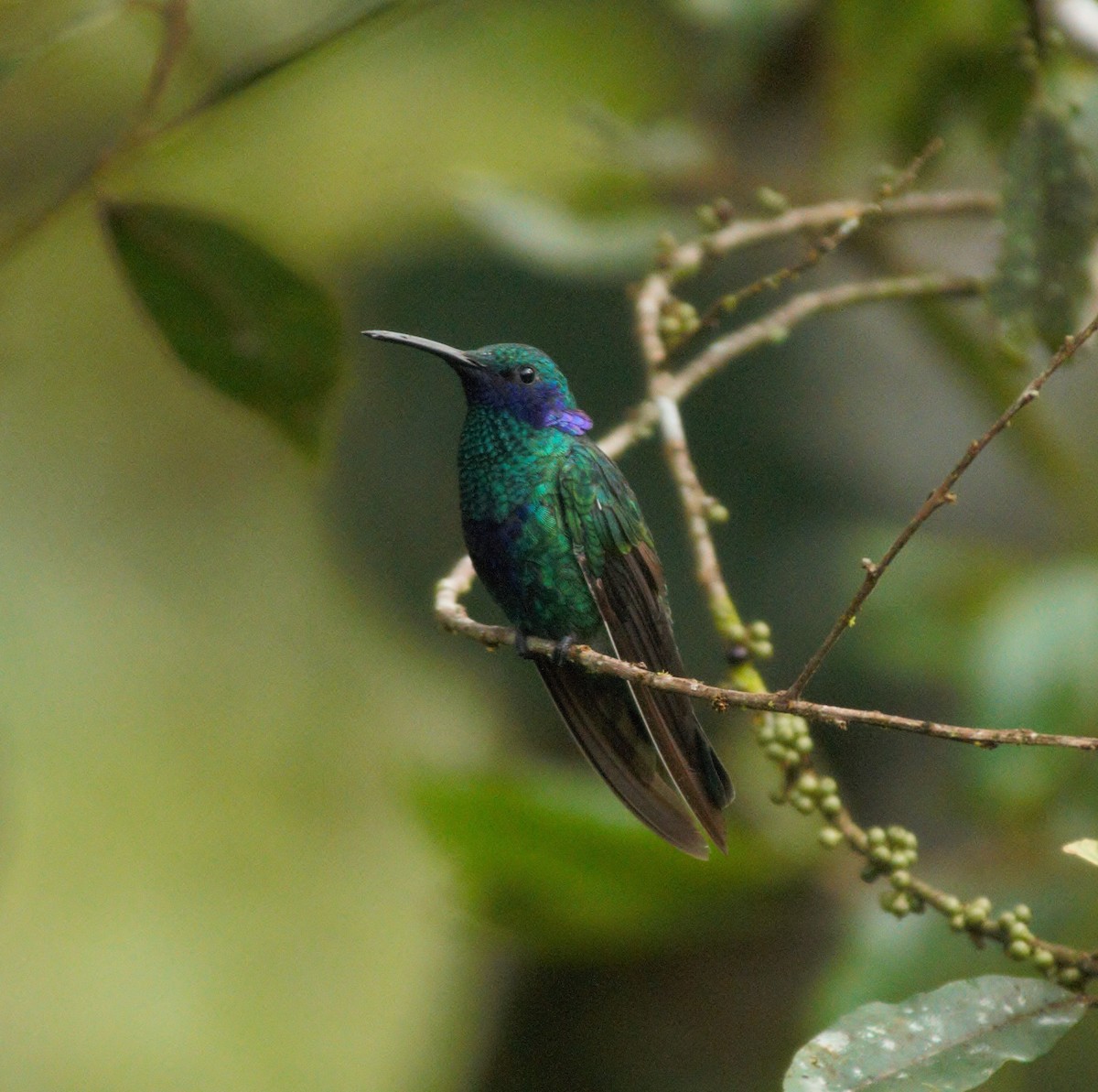 Colibrí Rutilante - ML615889151