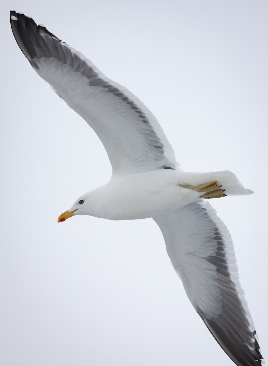 Kelp Gull - Mouser Williams