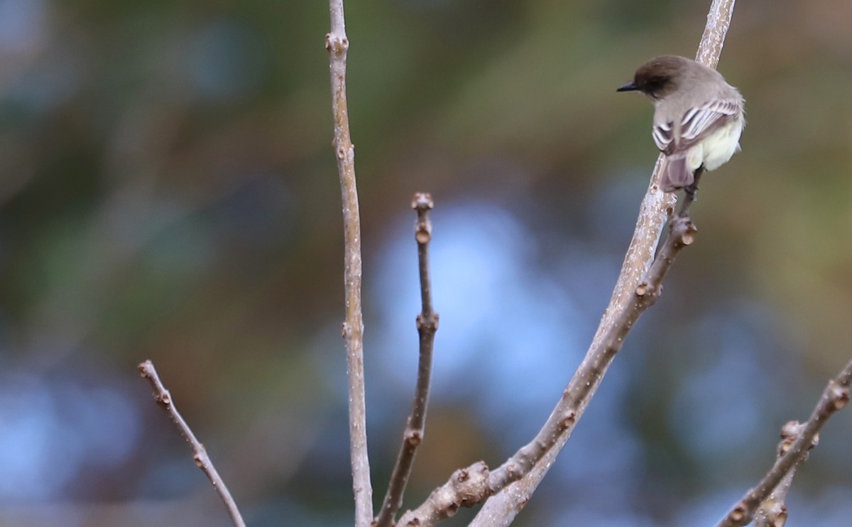 Eastern Phoebe - ML615889217