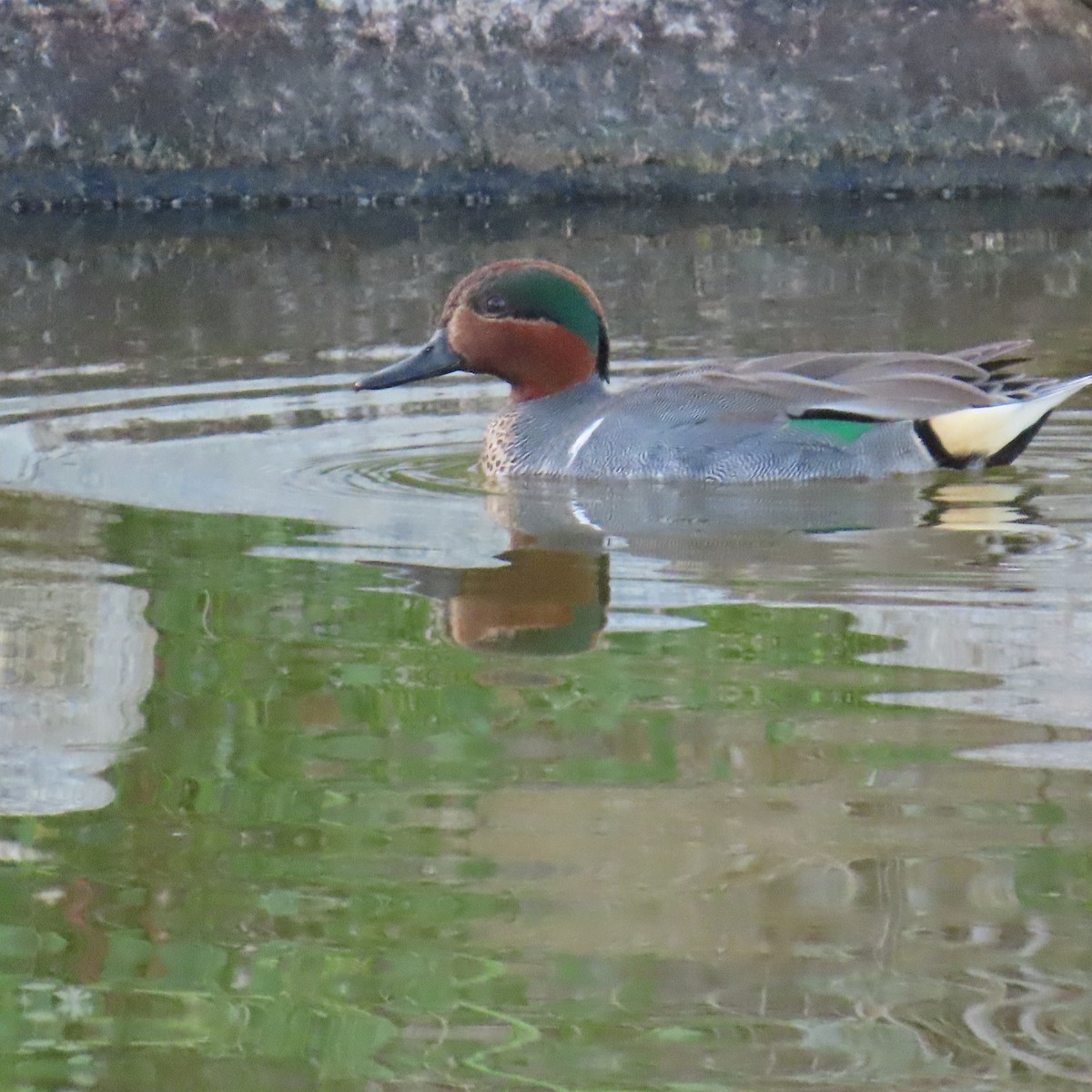 Green-winged Teal - ML615889245