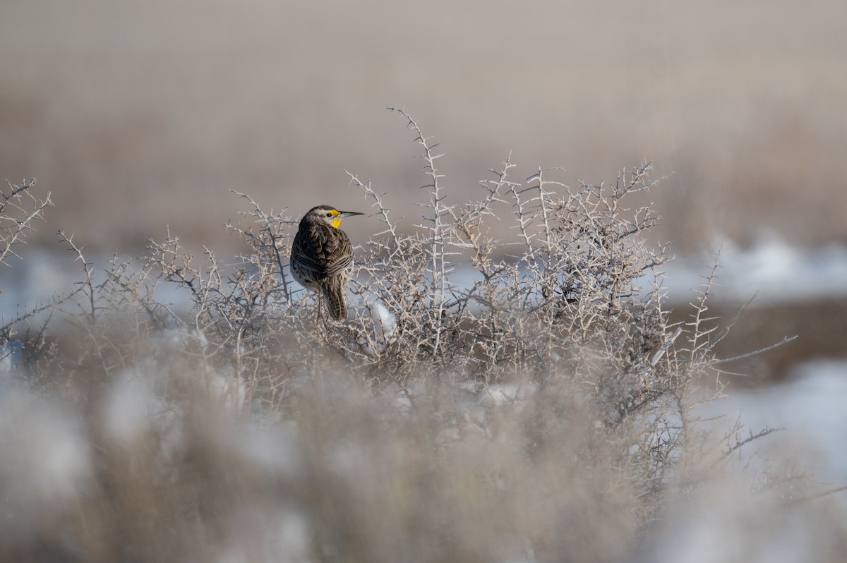 Western Meadowlark - ML615889263